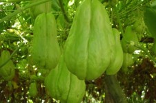 ?？陧樲r(nóng)佛手瓜產(chǎn)銷專業(yè)合作社