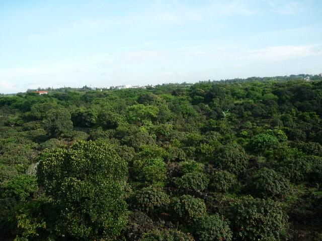 聯(lián)合社的荔枝王即將上市&hellip;&hellip;