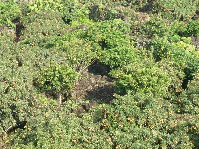 聯(lián)合社的荔枝王即將上市&hellip;&hellip;