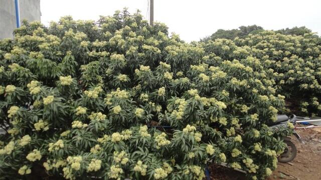 聯(lián)合社的荔枝王即將上市&hellip;&hellip;