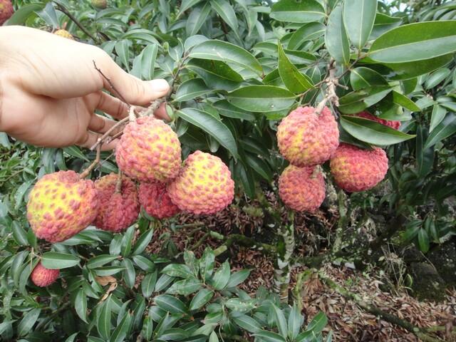 聯(lián)合社的荔枝王即將上市&hellip;&hellip;