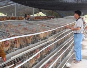 海南災(zāi)后組織恢復(fù)農(nóng)業(yè)生產(chǎn)工作及動物疫病防控