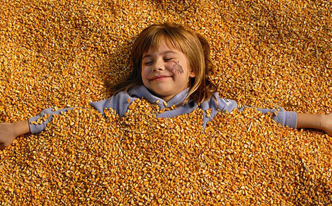 玉米價(jià)格走勢強(qiáng)勁 干旱放大期貨價(jià)格漲幅