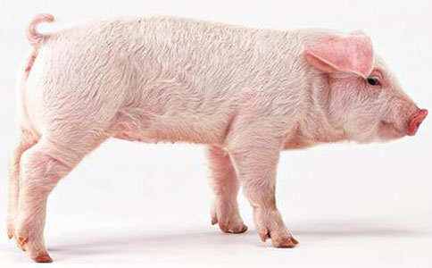 肉價上漲形式大好 豬農(nóng)卻稱：肉價奔八才不賠