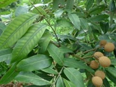 【動(dòng)態(tài)】龍眼缺鎂癥狀的判斷及糾正