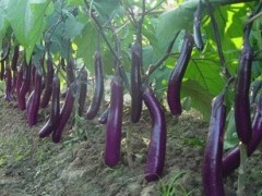 【動(dòng)態(tài)】雨天需防茄子綿疫病