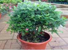 海南花卉室內(nèi)盆栽清香木四季長青植物