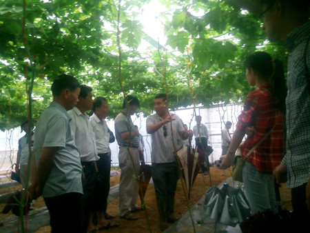 省農(nóng)技中心瓊海中原基地示范帶動(dòng)農(nóng)民增收