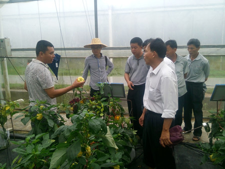 省農(nóng)技中心瓊海中原基地示范帶動(dòng)農(nóng)民增收