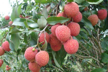 白糖罌荔枝行情略微下跌