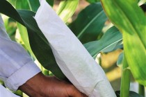 政策性農(nóng)險為糧食安全撐起保護傘