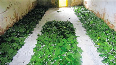 綠色產(chǎn)業(yè)新土地 促農(nóng)增收奔小康